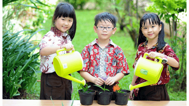 Summer Camp plantation